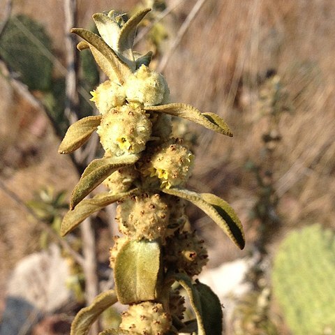 Buddleja perfoliata unspecified picture