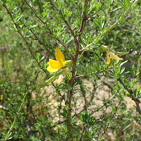 Caragana leucophloea unspecified picture