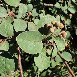 Cotoneaster nebrodensis unspecified picture