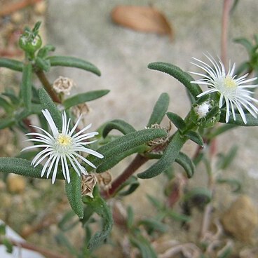 Delosperma steytlerae unspecified picture