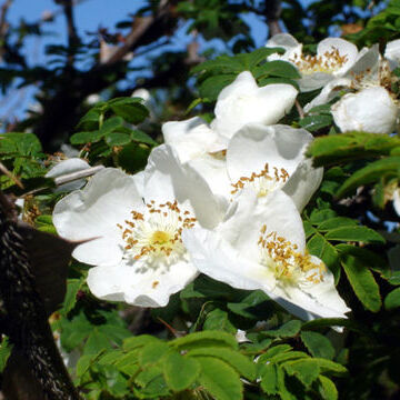 Rosa sericea unspecified picture