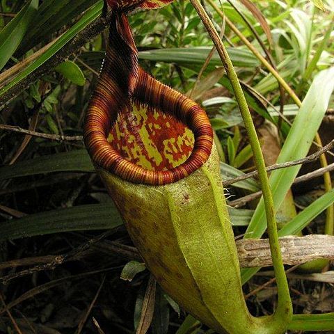 Nepenthes gantungensis unspecified picture