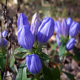 Gentiana saponaria unspecified picture