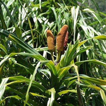 Freycinetia formosana unspecified picture