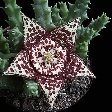 Orbea pulchella unspecified picture