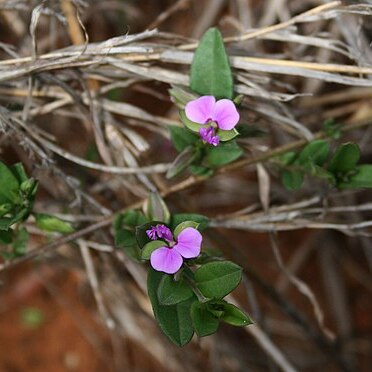 Polygala serpentaria unspecified picture