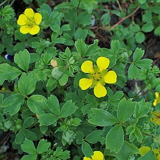 Potentilla eriocarpa unspecified picture