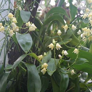 Polystachya laxiflora unspecified picture