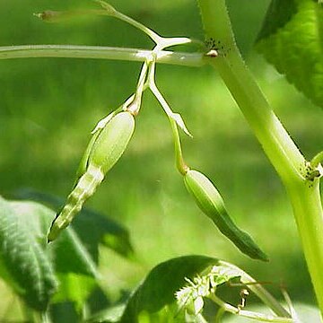 Impatiens scabrida unspecified picture