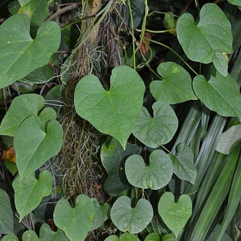 Ipomoea walpersiana unspecified picture