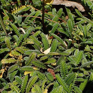 Leptinella calcarea unspecified picture