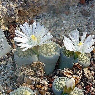 Lithops salicola unspecified picture