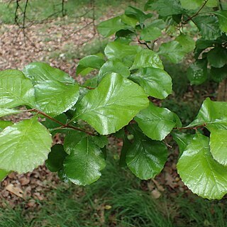 Meliosma parviflora unspecified picture