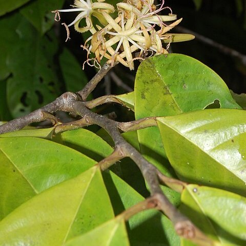 Metteniusaceae unspecified picture