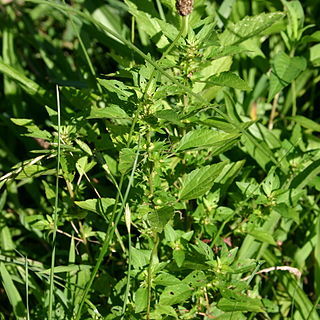 Acalypha rhomboidea unspecified picture