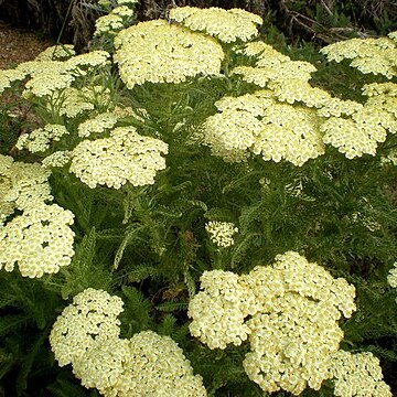 Achillea virescens unspecified picture