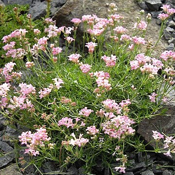 Asperula lilaciflora unspecified picture