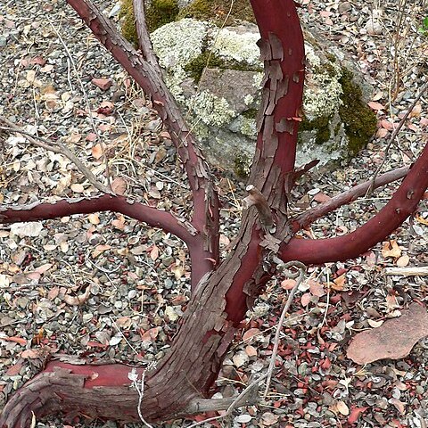 Arctostaphylos otayensis unspecified picture