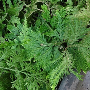 Selaginella haematodes unspecified picture