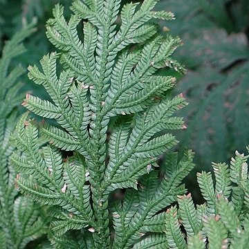 Selaginella haematodes unspecified picture