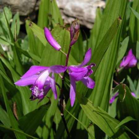 Bletilla unspecified picture