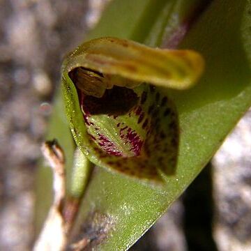 Acianthera melachila unspecified picture