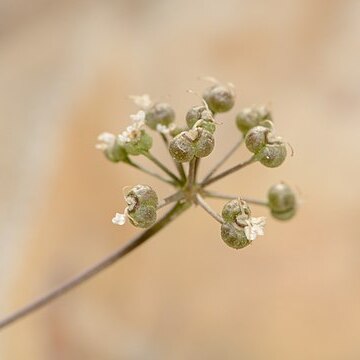 Astomaea seselifolia unspecified picture