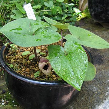 Asarum hatsushimae unspecified picture