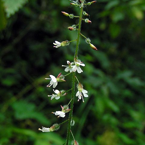 Circaea unspecified picture