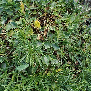 Campanula tatrae unspecified picture