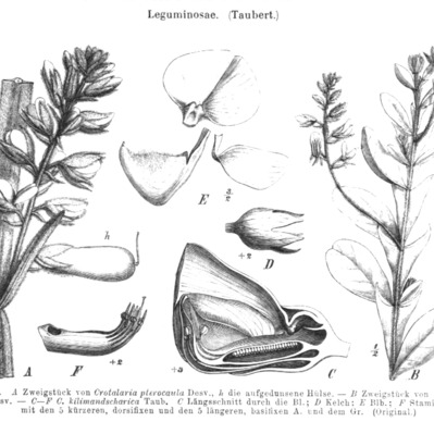 Crotalaria natalitia unspecified picture