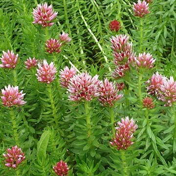 Rhodiola rhodantha unspecified picture