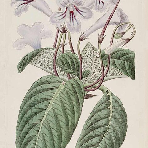 Streptocarpus rexii unspecified picture