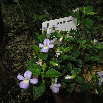 Viola portalesia unspecified picture