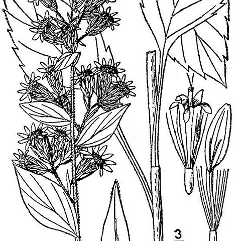 Solidago macrophylla unspecified picture