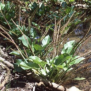 Plantago cordata unspecified picture