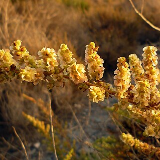 Salsola papillosa unspecified picture