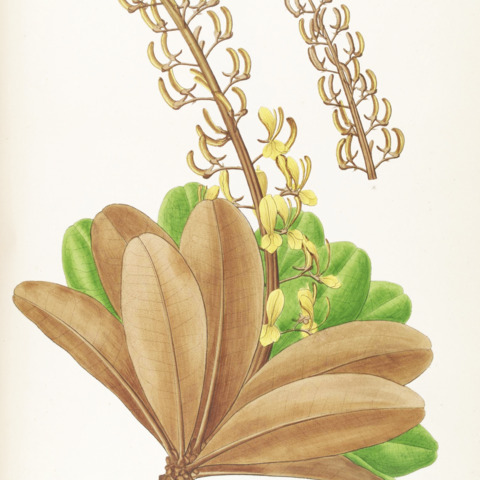 Vochysia cinnamomea unspecified picture