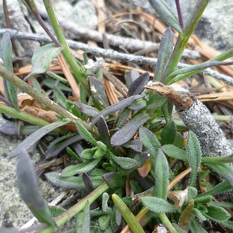 Boechera microphylla unspecified picture