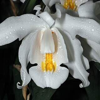 Coelogyne unspecified picture