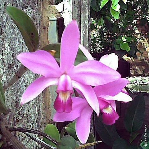 Cattleya violacea unspecified picture