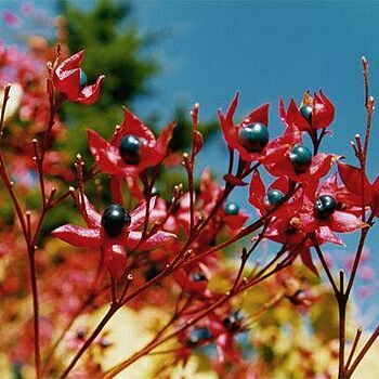 Clerodendrum unspecified picture