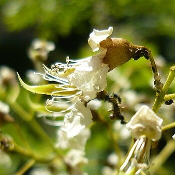 Cladrastis platycarpa unspecified picture