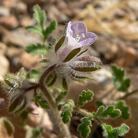 Phacelia cryptantha unspecified picture