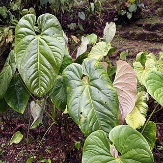 Philodendron grandipes unspecified picture