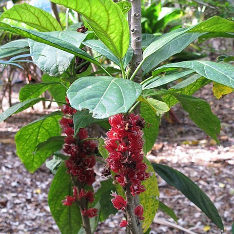 Pavonia strictiflora unspecified picture