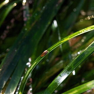 Phyllospadix unspecified picture