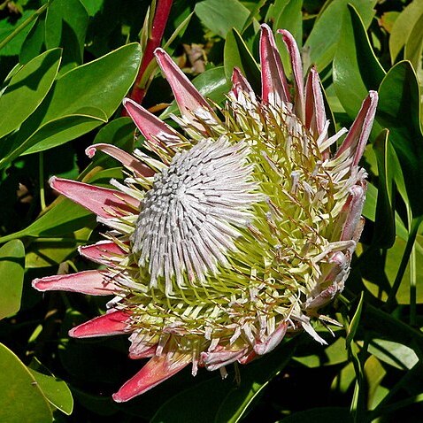 Proteaceae unspecified picture