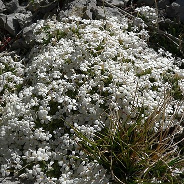 Phlox condensata unspecified picture