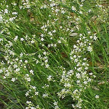 Eremogone saxatilis unspecified picture